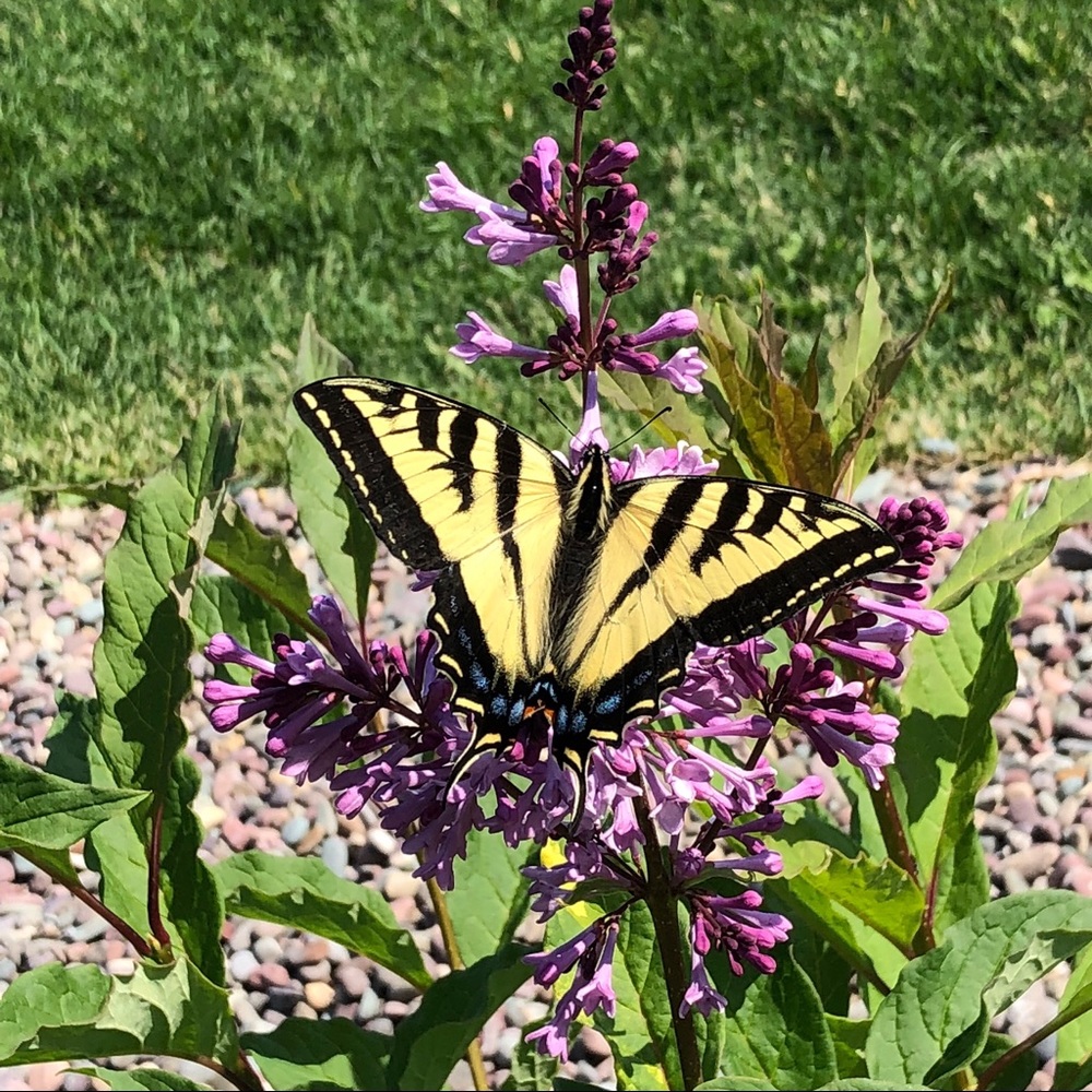 Meet your Posher, Delbie